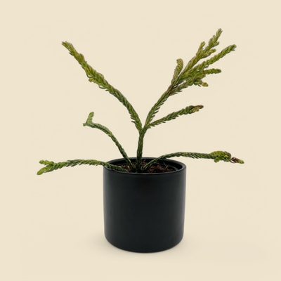 CRYPTOMERIA JAPONICA ‘SPIRALIS’ (japanese cedar)