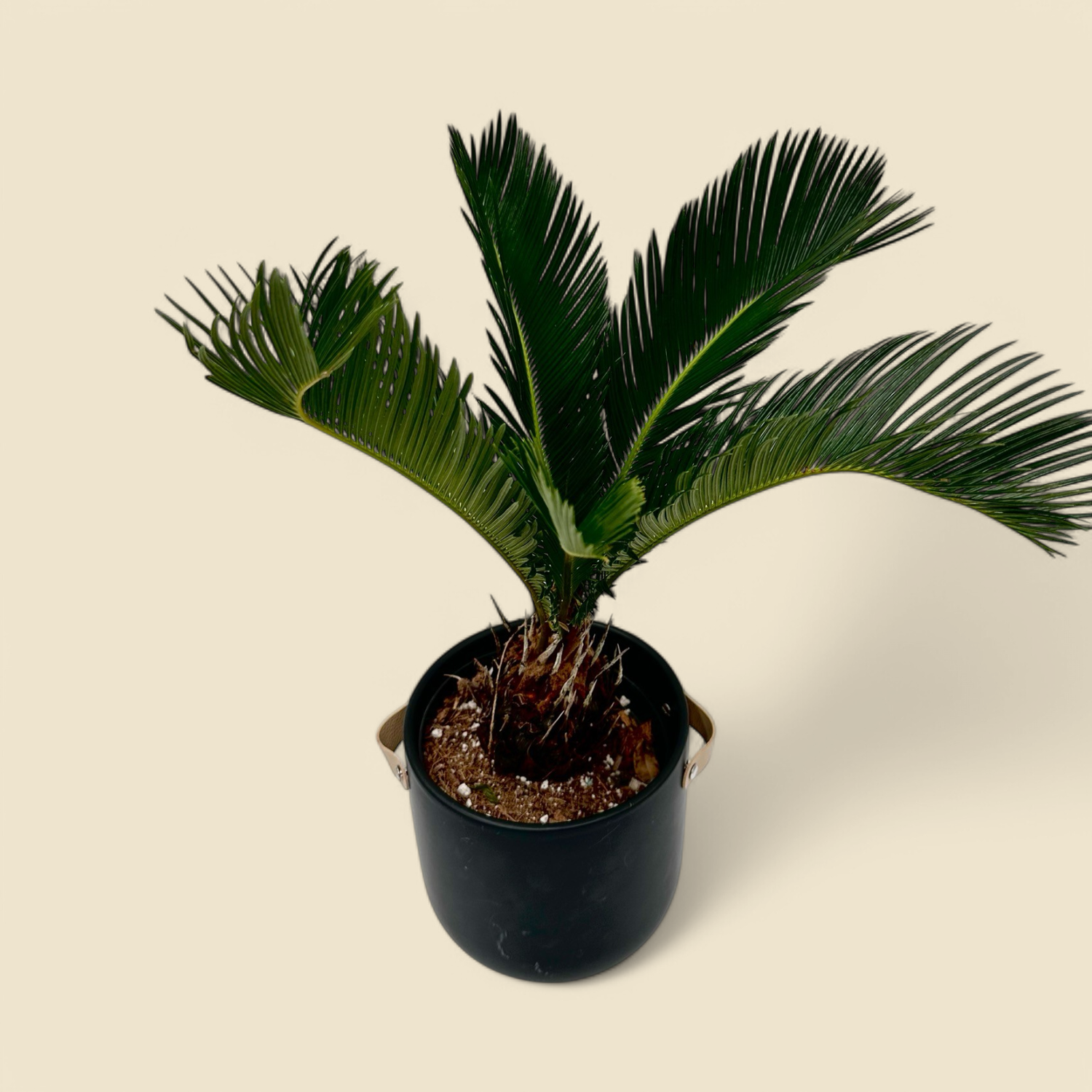 CYCAS REVOLUTA (king sago palm) 6”