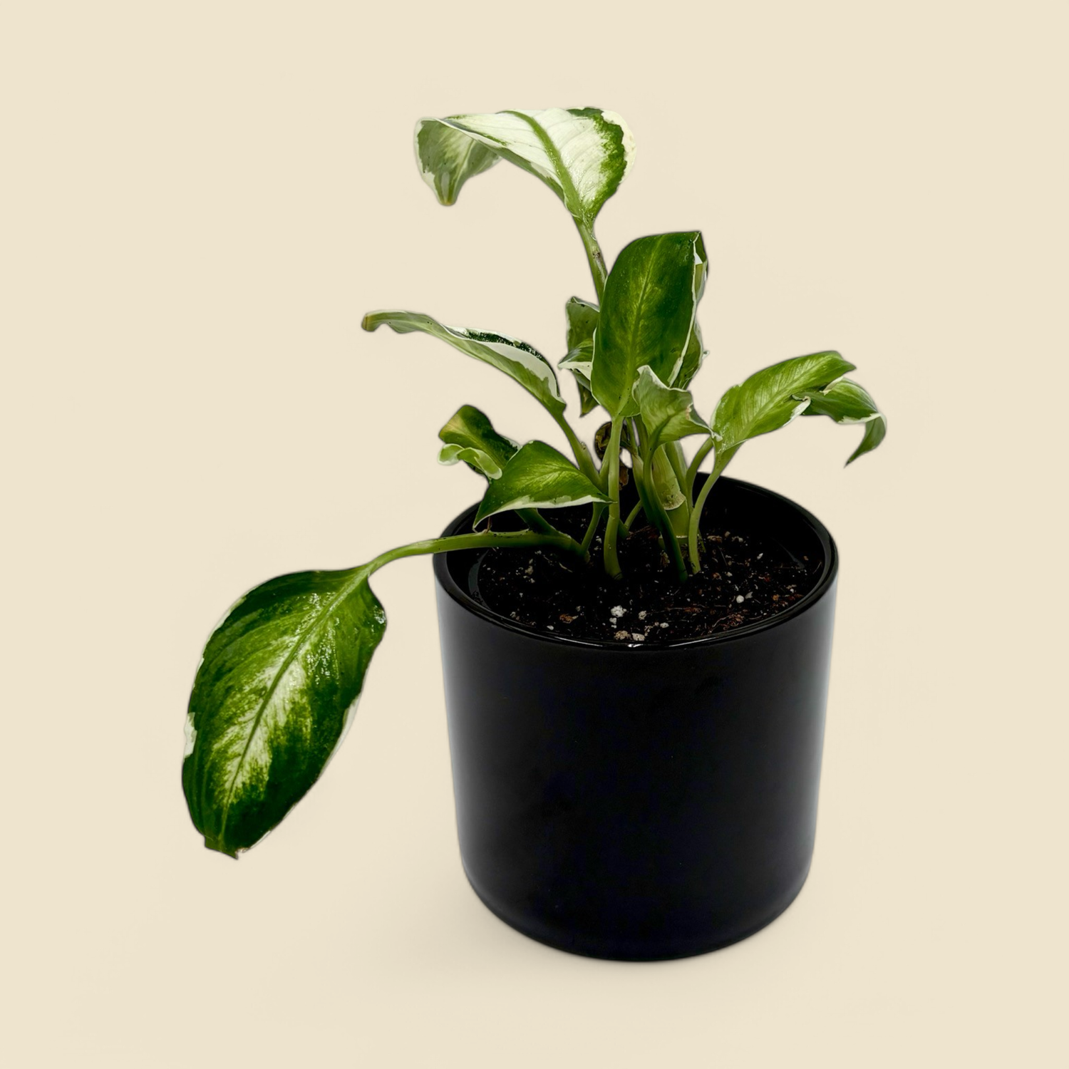 DIEFFENBACHIA ‘COOL BEAUTY’ (dumb cane) 4”
