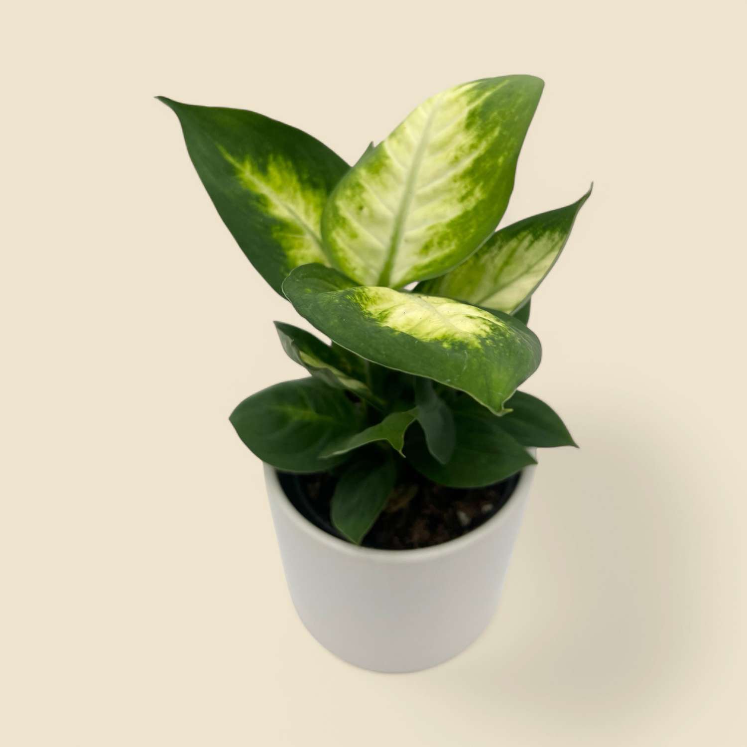 DIEFFENBACHIA ‘MARIANA’ (dumb cane) 4”