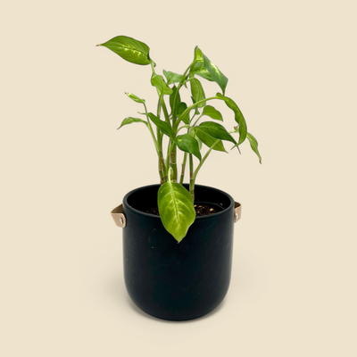 DIEFFENBACHIA SEGUINE (dumb cane) 6”