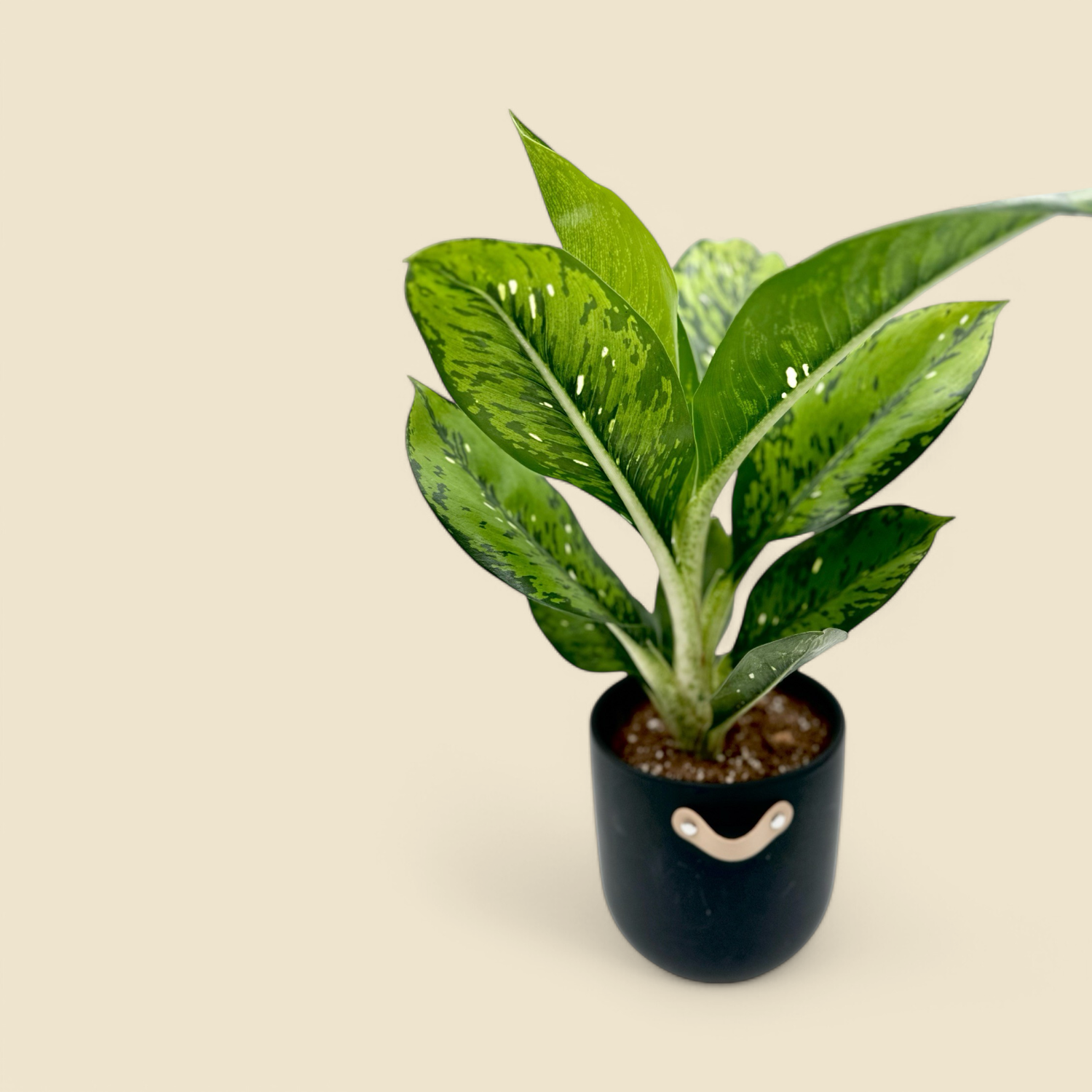 DIEFFENBACHIA SEGUINE ‘CROCODILE’ (dumb cane) 6”