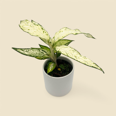 DIEFFENBACHIA ‘STAR BRIGHT’ (dumb cane) 4”