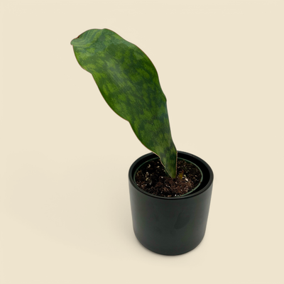 SANSEVIERIA MASONIANA (whale fin) 4”