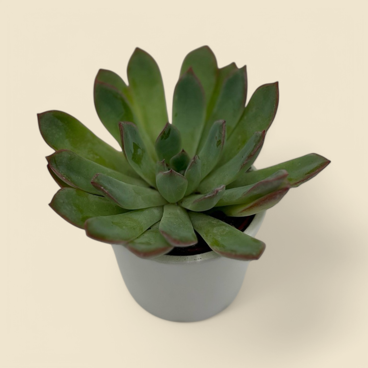 ECHEVERIA APUS (apus echeveria) 2”