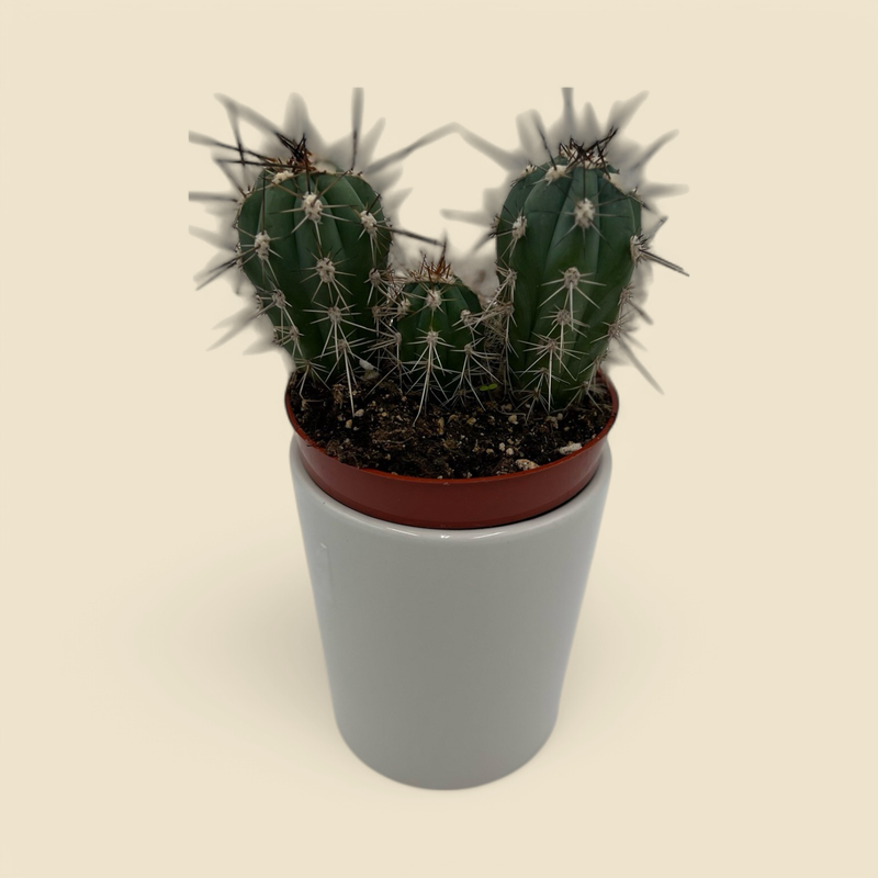 ECHINOCEREUS COCCINEUS (scarlet hedgehog cactus) 4”