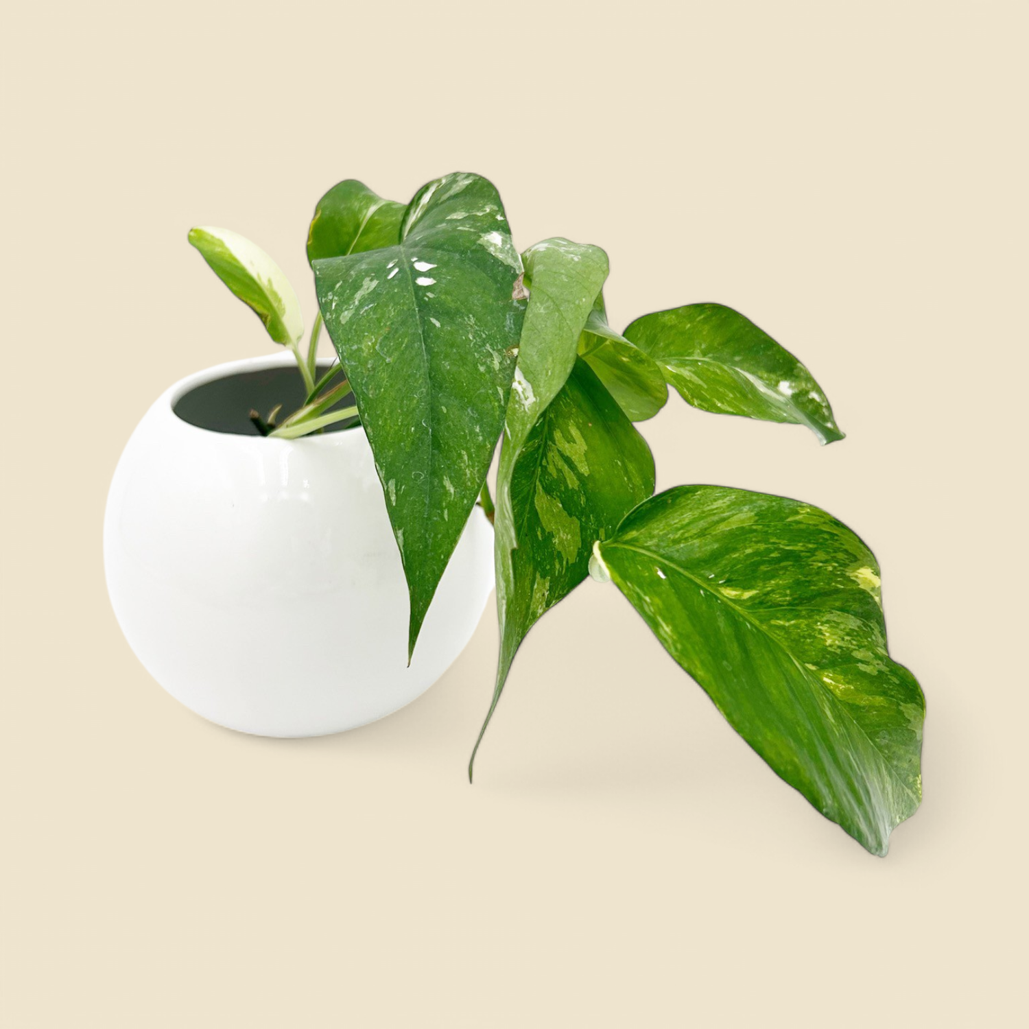 EPIPREMNUM PINNATUM ‘ALBO-VARIEGATA’ 3”