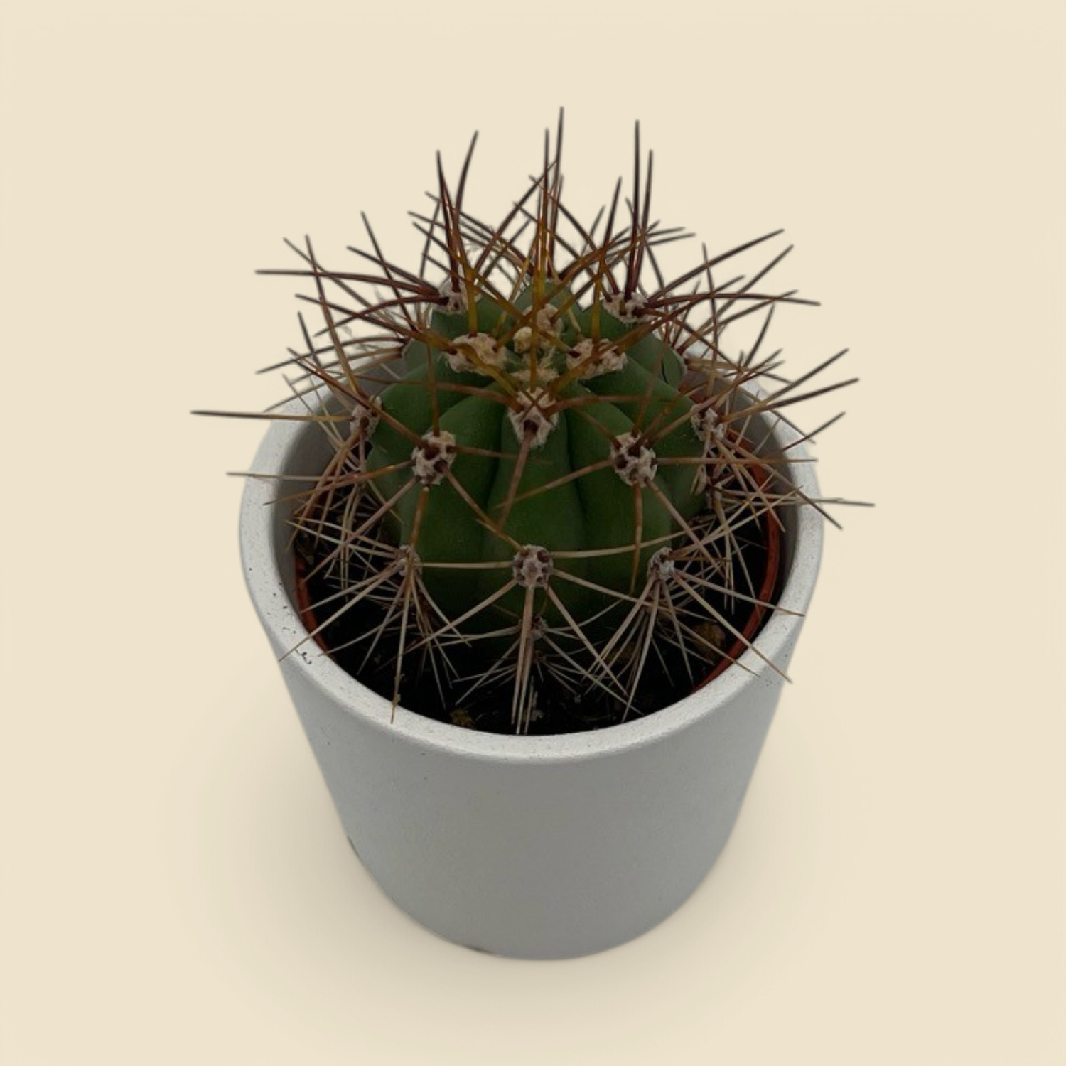 ECHINOCEREUS TUBIFLORA (tube flower hedgehog cactus) 2”