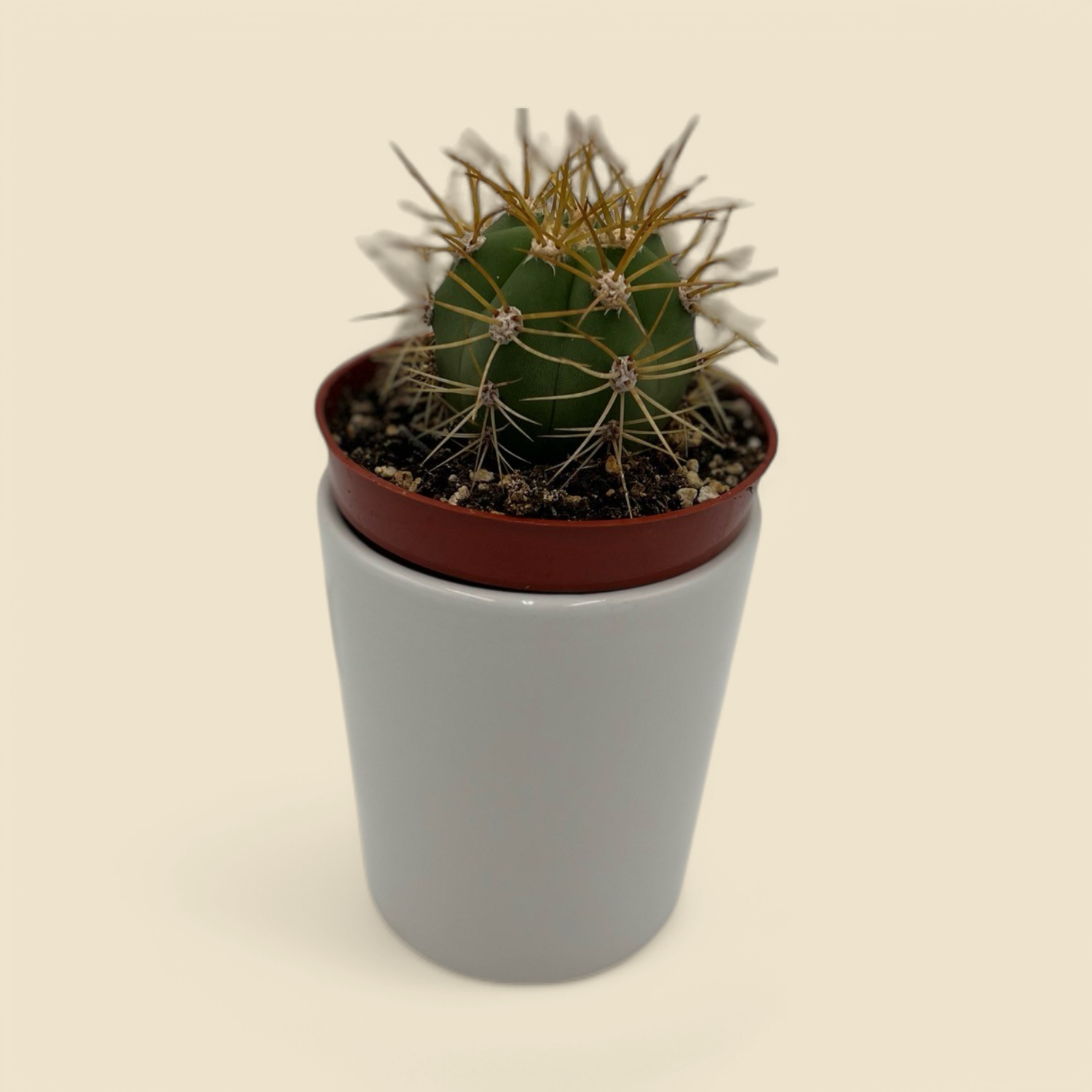 ECHINOCEREUS TUBIFLORA (tube flower hedgehog cactus) 3.25”