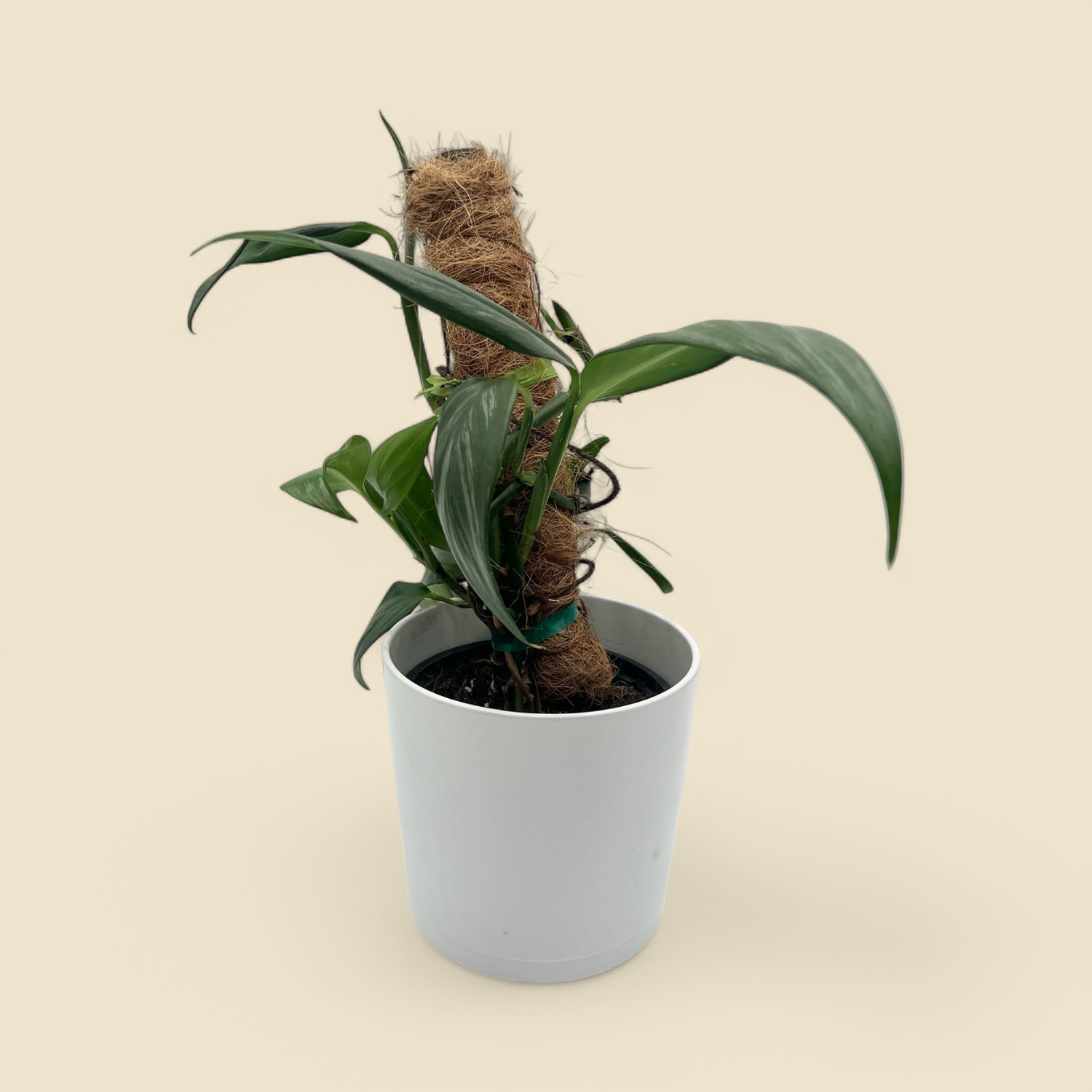 EPIPREMNUM AMPLISSIMUM (amplissimum pothos on pole) 6” EPIPREMNUM AMPLISSIMUM (amplissimum pothos on pole) 6”