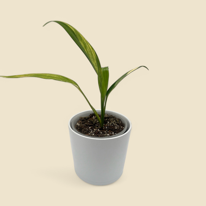 EPIPREMNUM AMPLISSIMUM ‘VARIEGATA’ (variegated amplissimum pothos) 5.5”