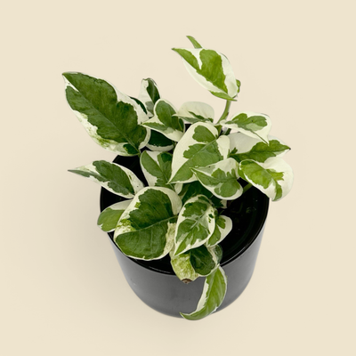 EPIPREMNUM AUREUM ‘N JOY’ (n’joy pothos) 4”