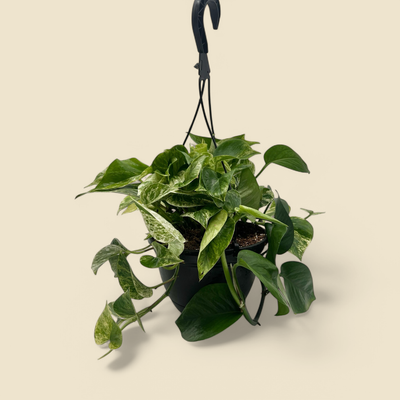 EPIPREMNUM AUREUM ‘MARBLE QUEEN’ (marble queen pothos) 8” hanging basket