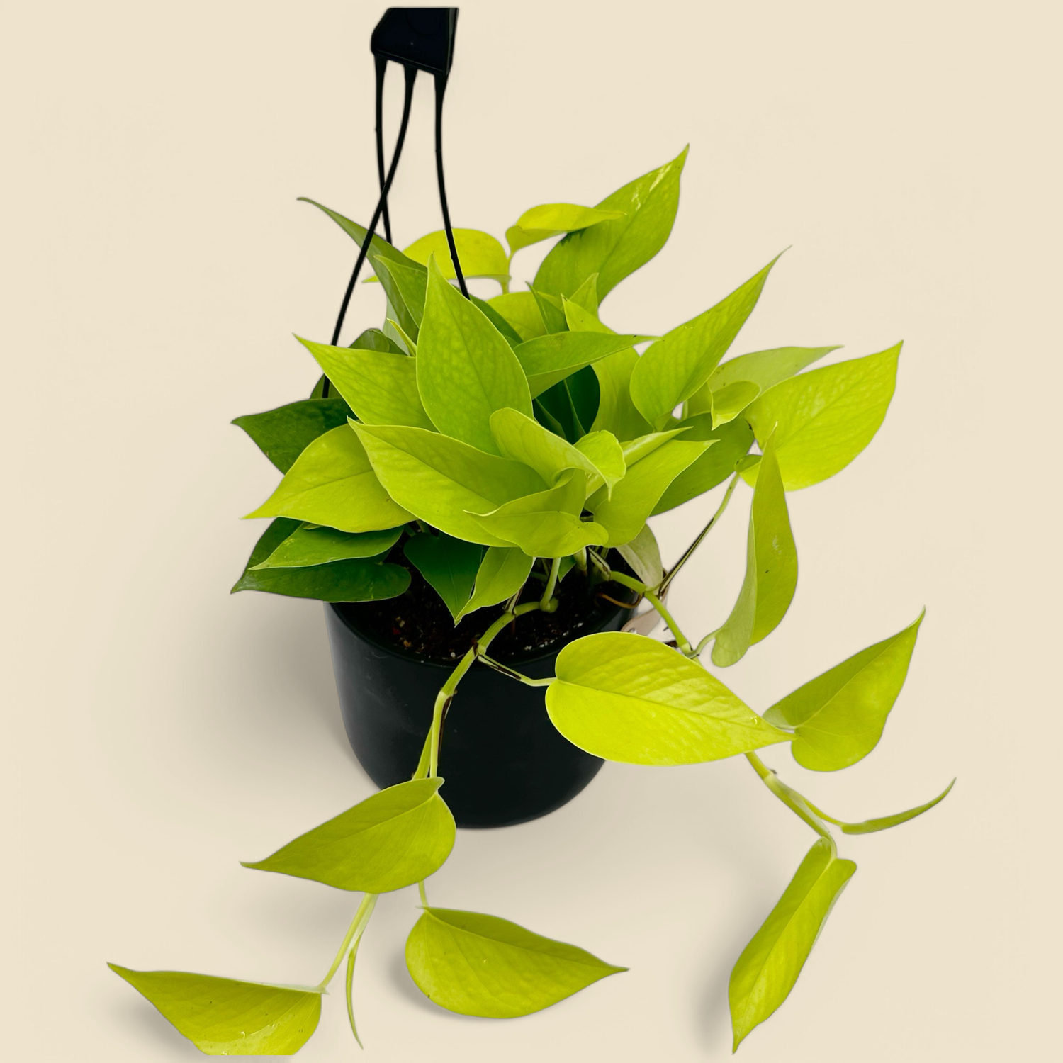 EPIPREMNUM AUREUM ‘NEON QUEEN’ (neon queen pothos) 6” hanging basket