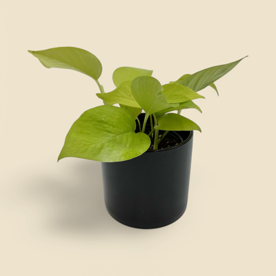 EPIPREMNUM AUREUM ‘NEON’ (neon pothos) 4”