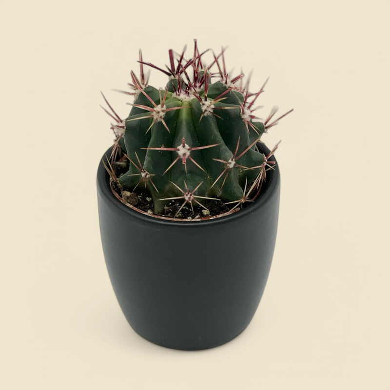 FEROCACTUS PENINSULAE (peninsula barrel cactus) 2.5”