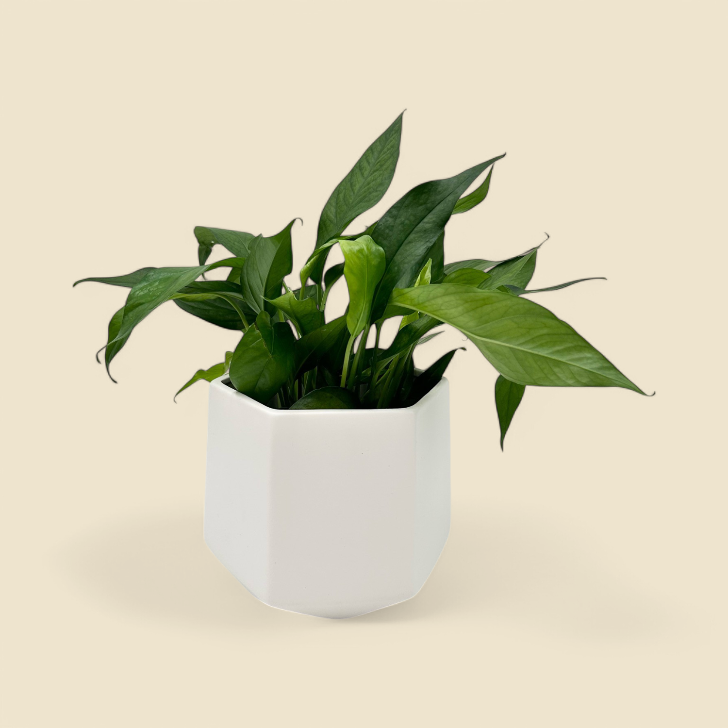 EPIPREMNUM ‘BALTIC BLUE’ 6”