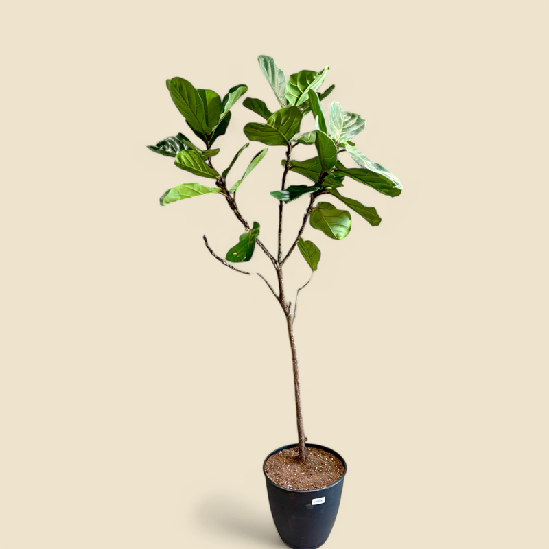 FICUS LYRATA (fiddle leaf fig) 16”