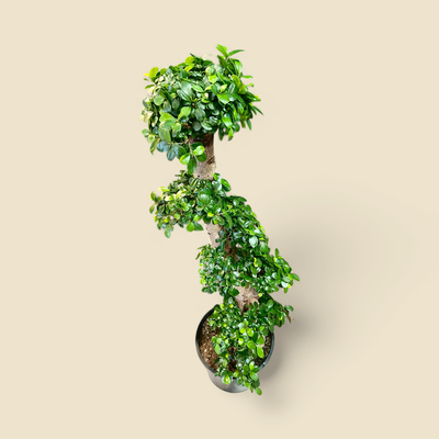 FICUS MICROCARPA ‘GINSENG’ (bonsai ficus ginseng) 14”