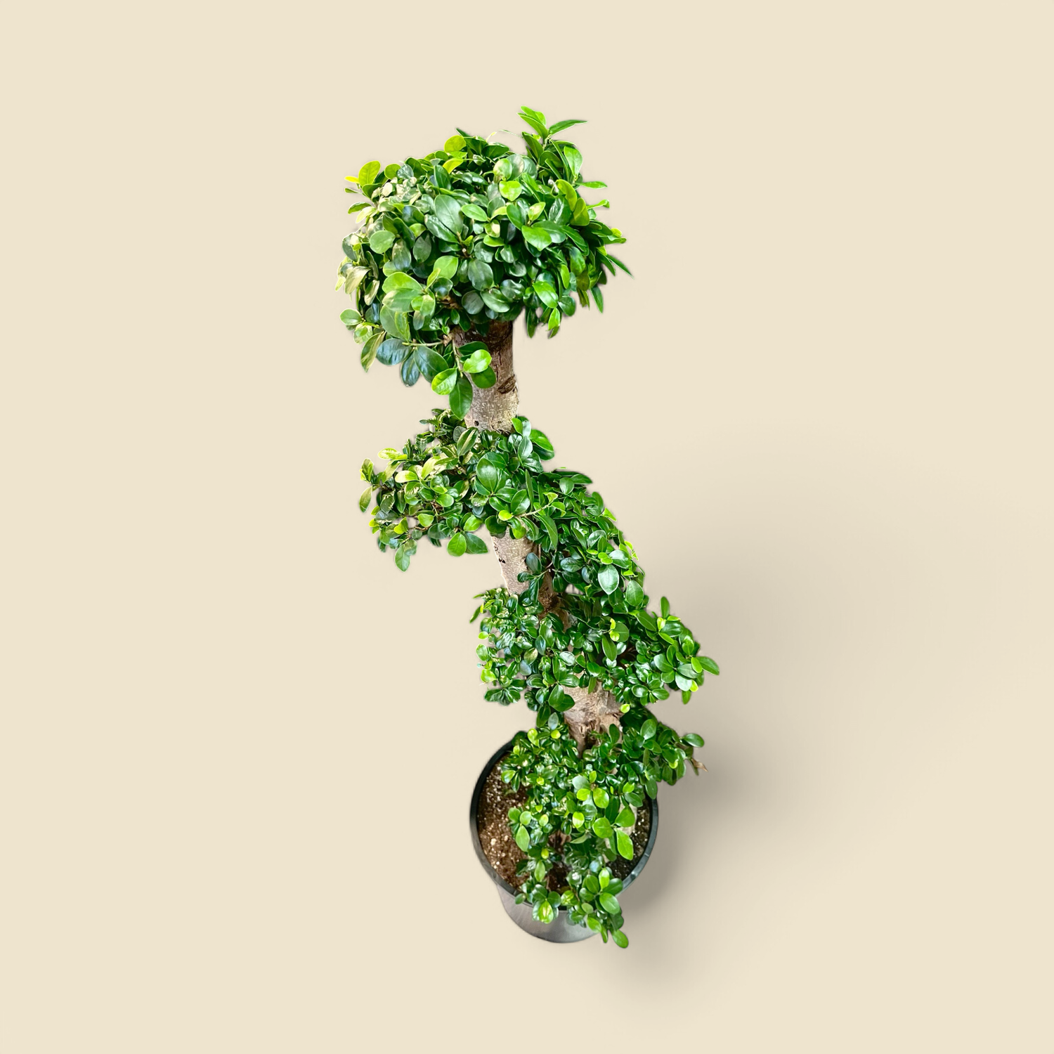 FICUS MICROCARPA ‘GINSENG’ (bonsai ficus ginseng) 14”