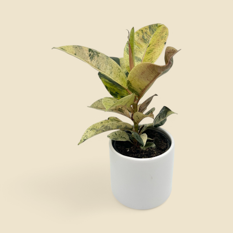 FICUS ELASTICA ‘SHIVEREANA’ (variegated rubber tree) 4”