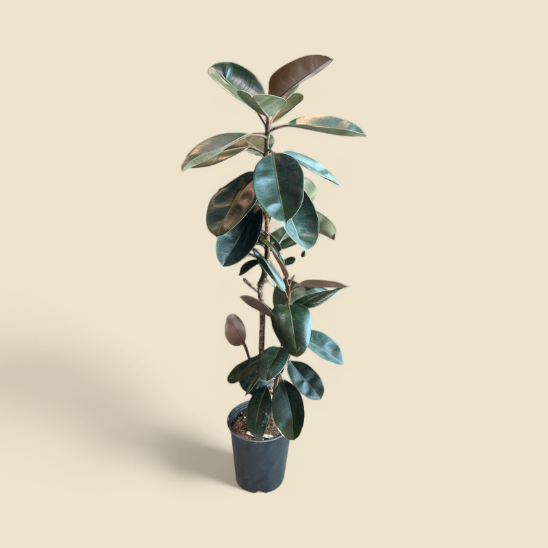 FICUS ELASTICA ‘BURGUNDY’ (burgundy rubber tree) 10”