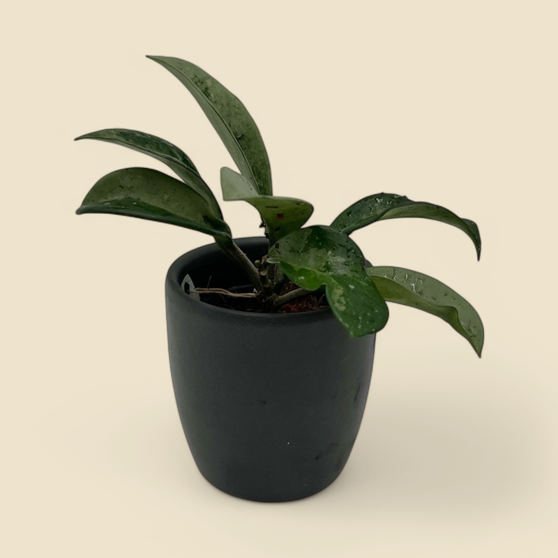 HOYA AH 074 2.75”