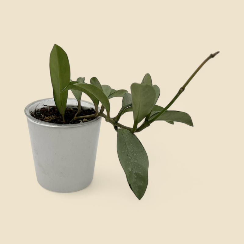 HOYA SP. AH 074 ‘SILVER’ (silver hoya) 3.5”