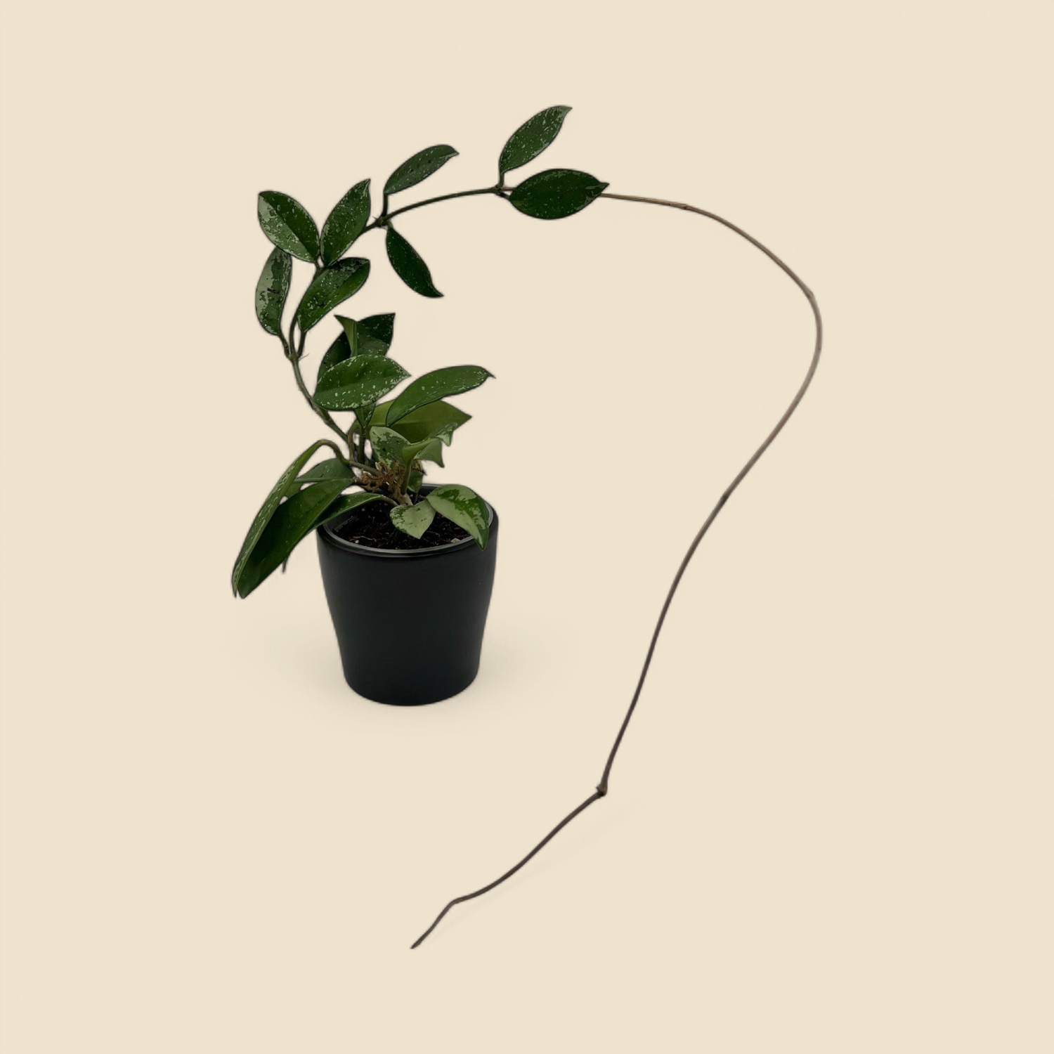 HOYA AH 074 ‘SILVER’ (074 silver) 3”