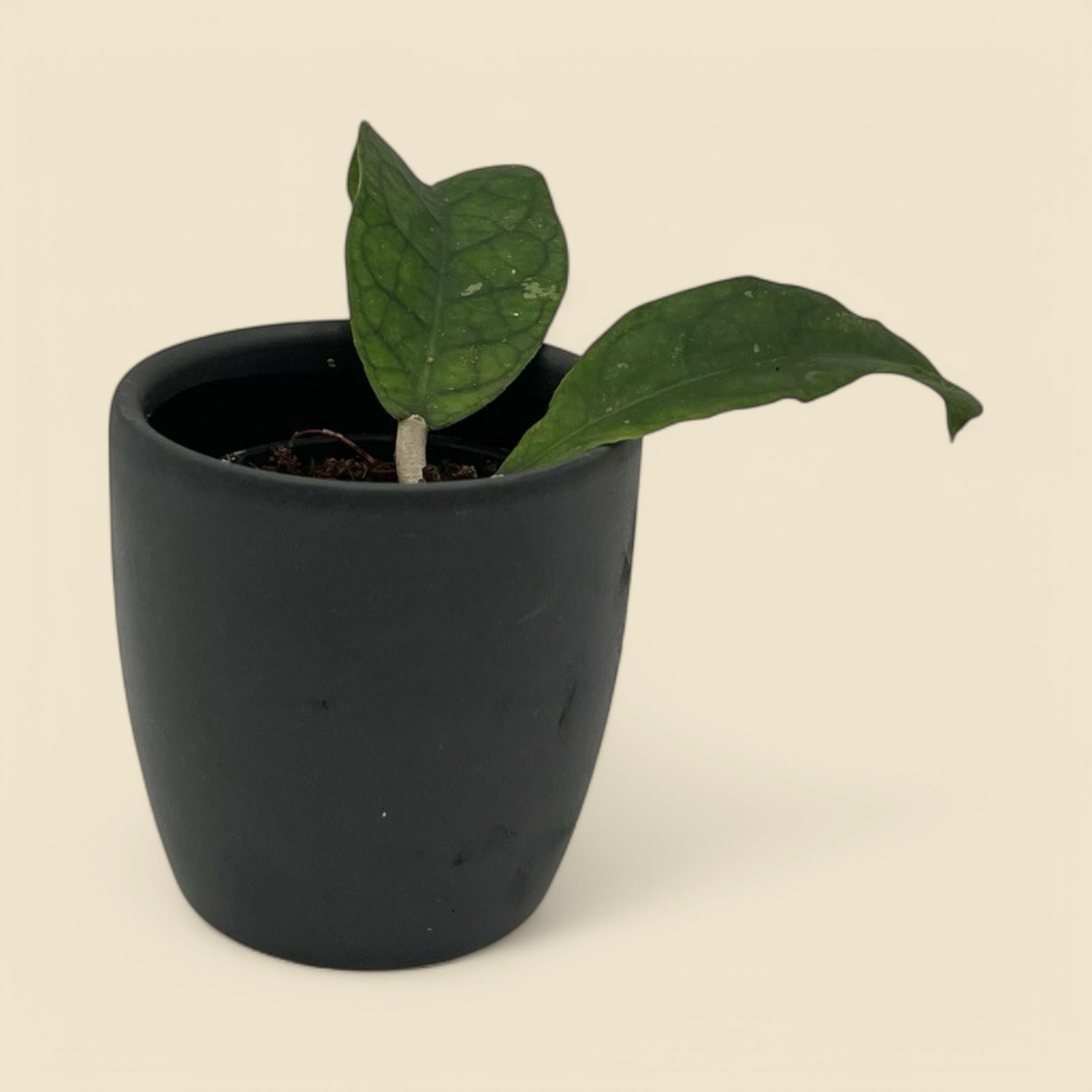 HOYA ‘ALYONA’ 2.75” HOYA ‘ALYONA’ 2.75”