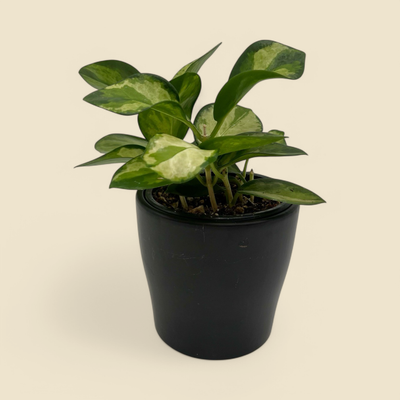 HOYA AUSTRALIS (australis) 4”