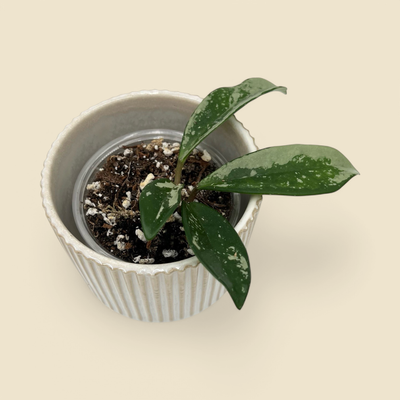 HOYA AH 074 3.5”
