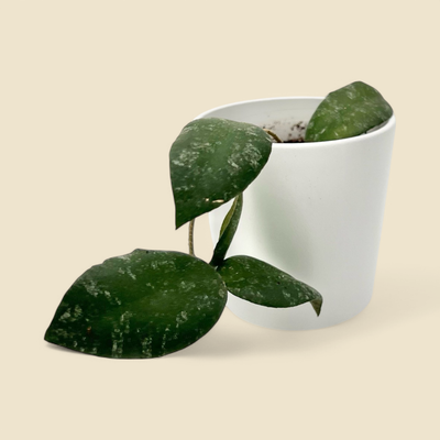 HOYA CAUDATA ‘SUMATRA’ (caudata sumatra) 3.5”