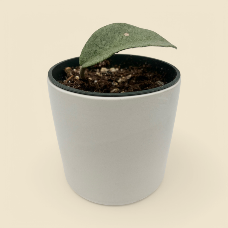 HOYA CARNOSA GREY GHOST (carnosa grey ghost) 4”