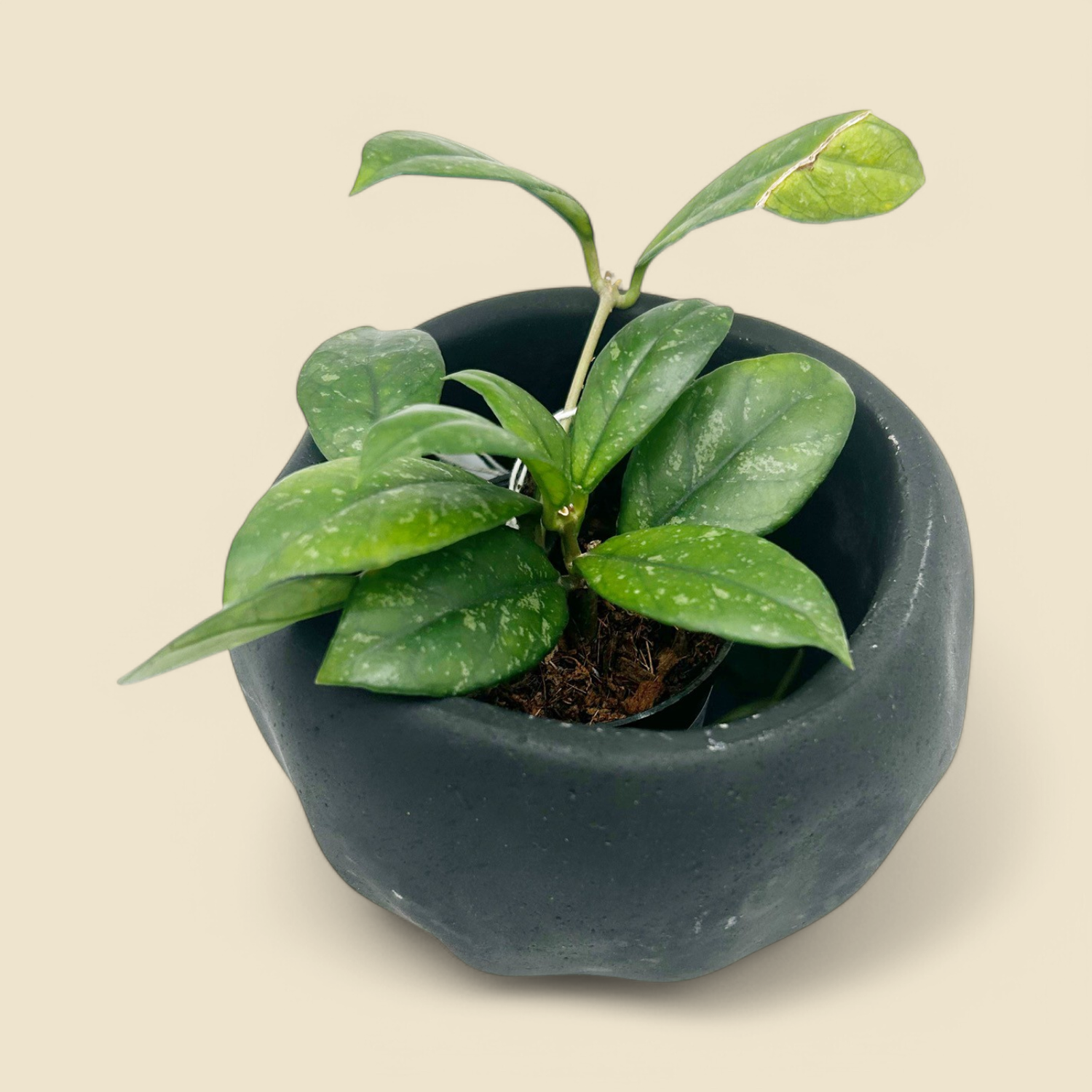 HOYA CRASSIPETIOLATA SPLASH (crassipetiolata splash) 2.75”
