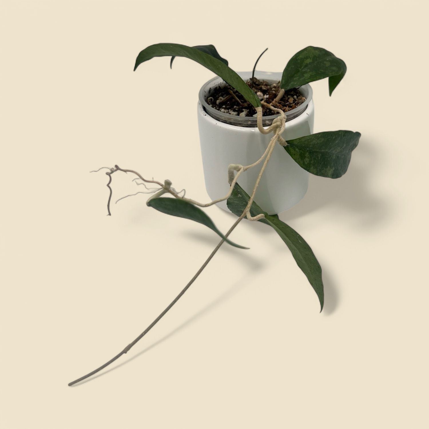HOYA FINLAYSONII ‘TRANG #3 SPLASH’ (trang #3 splash leaves) 4.5”