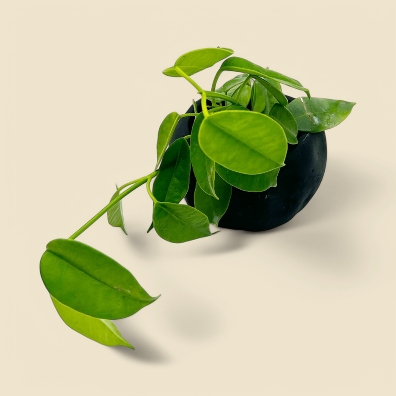 HOYA ‘RUTHIE’ 2.75”