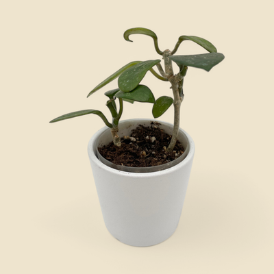 HOYA DENSIFOLIA (densifolia) 2”