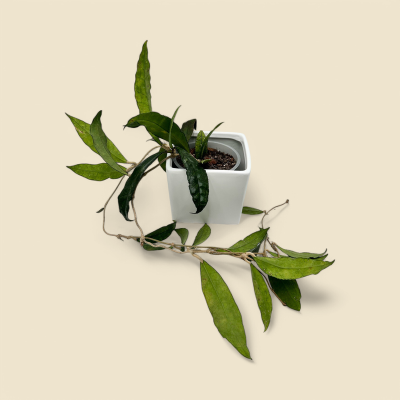 HOYA FINLAYSONII (finlaysonii) 6”