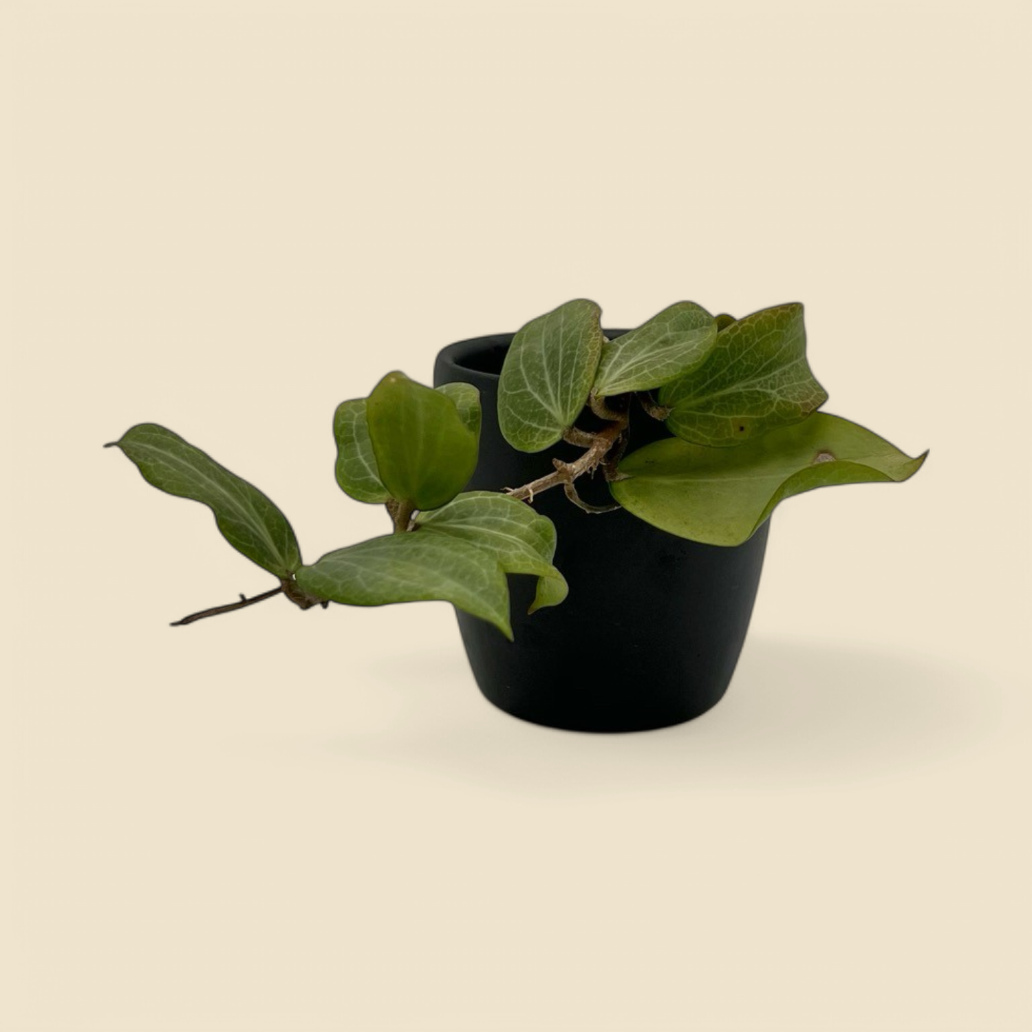 HOYA FITCHII (fitchii) 2.5”