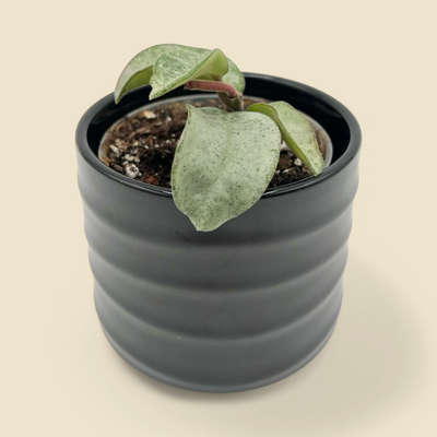 HOYA CARNOSA ‘GREY GHOST’ (grey ghost hoya) 4”