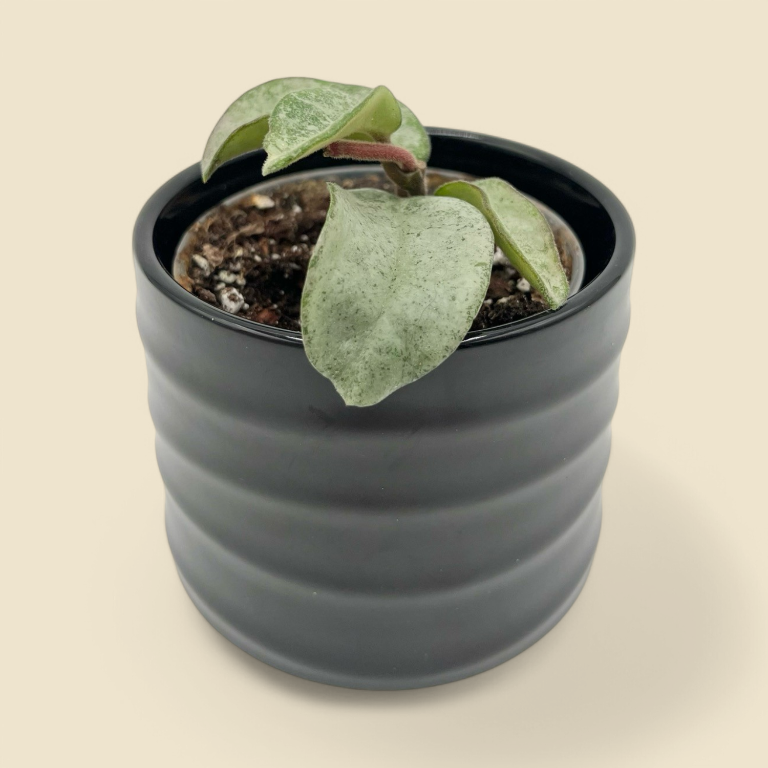 HOYA CARNOSA ‘GREY GHOST’ (grey ghost hoya) 4”
