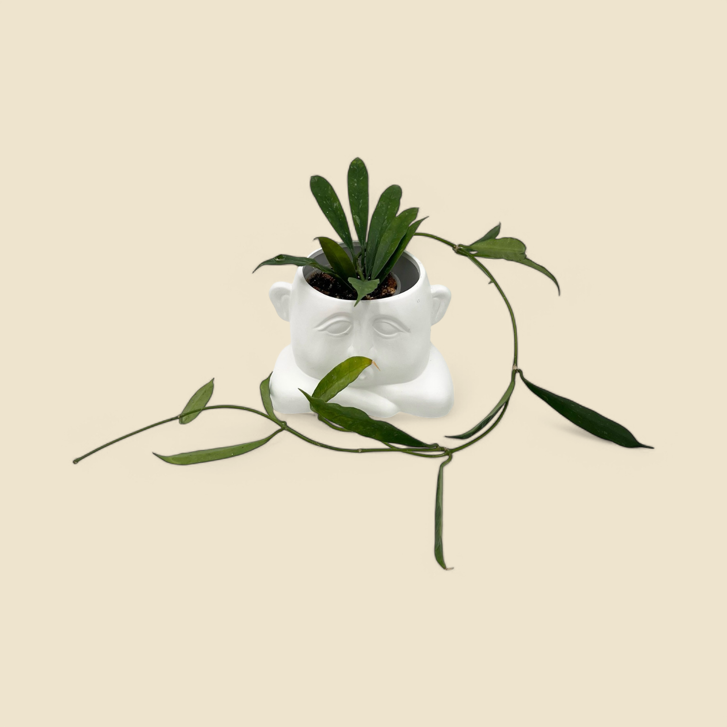 HOYA GRIFFITHII (griffithii) 3.5” HOYA GRIFFITHII (griffithii) 3.5”