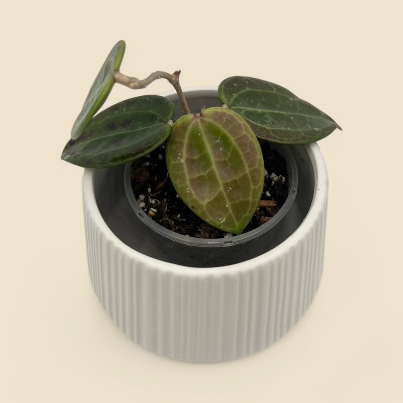 HOYA HANHIAE 3.5”