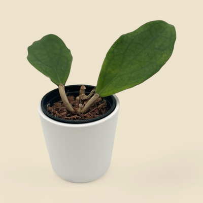 HOYA ‘JENNIFER’ 2.75”