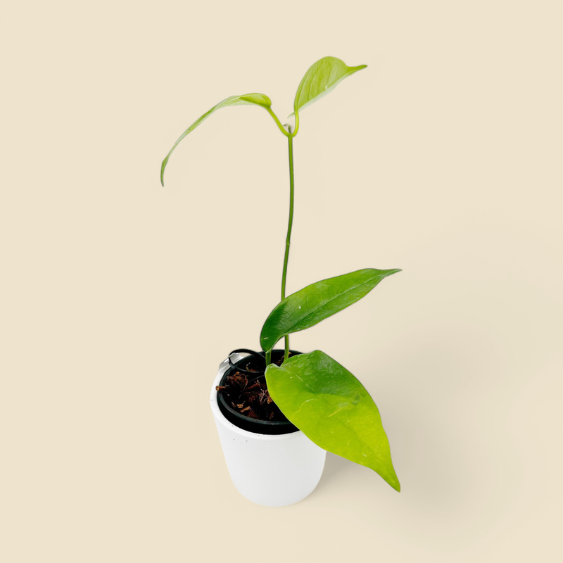 HOYA MINAHASSAE 2.75”