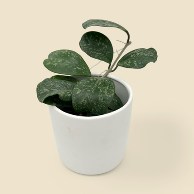 HOYA OBOVATA ‘SPOTTED’ 4”