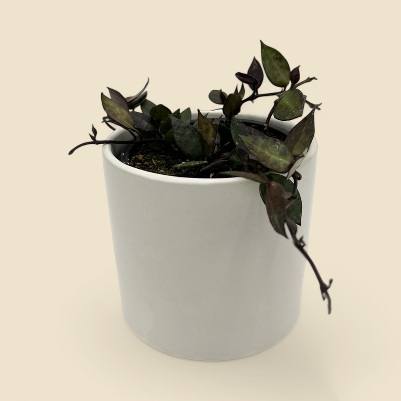 HOYA KHRONIA BLACK (khronia black) 4”