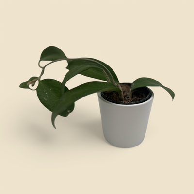 HOYA MERRILLII ‘LONG LEAF’ 2.75”