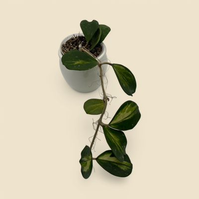 HOYA OBOVATA ‘VARIEGATA’ (variegated obovata hoya) 4”